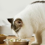 Tazón de agua y comida para gato de acero inoxidable XS