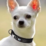 Collar reflectante ajustable para Perro M