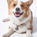 Collar ajustable para perro con colgante decorativo XL
