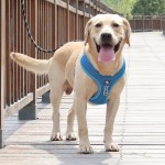 Juego de arnés y correa para perro reflectante L