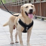 Juego de arnés y correa para perro reflectante M