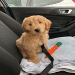 Cinturón de seguridad de coche para mascotas